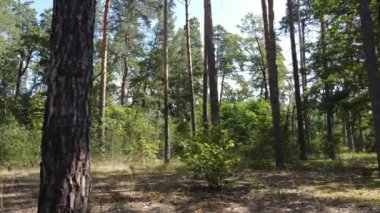 Gündüzleri yeşil ormanın yavaş çekim görüntüsü
