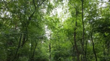Gündüzleri yeşil ormanın yavaş çekim görüntüsü