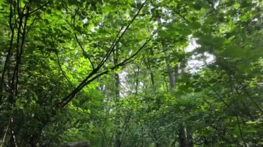 Gündüzleri yeşil ormanın yavaş çekim görüntüsü