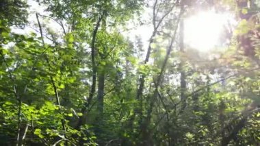 Gündüzleri yeşil ormanın yavaş çekim görüntüsü