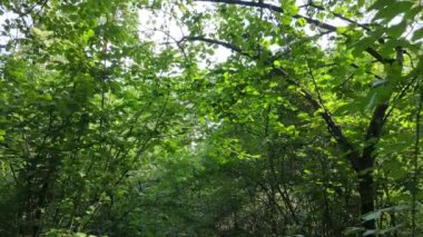 Gündüzleri yeşil ormanın yavaş çekim görüntüsü