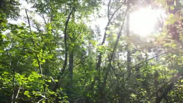 Vue au ralenti de la forêt verte de jour — Video