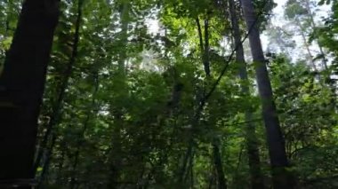 Gündüzleri yeşil ormanın yavaş çekim görüntüsü
