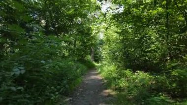 Gündüzleri yeşil ormanın yavaş çekim görüntüsü