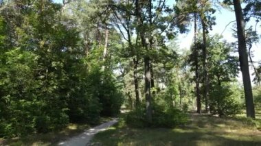 Gündüzleri yeşil ormanın yavaş çekim görüntüsü