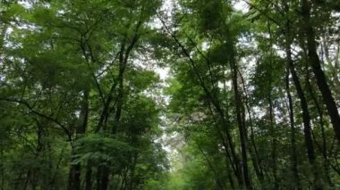 Gündüzleri yeşil ormanın yavaş çekim görüntüsü