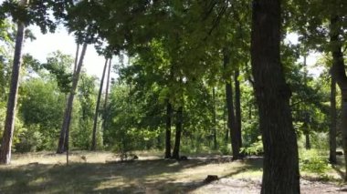 Gündüzleri yeşil ormanın yavaş çekim görüntüsü