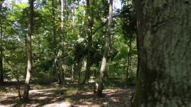 Gündüzleri yeşil ormanın yavaş çekim görüntüsü