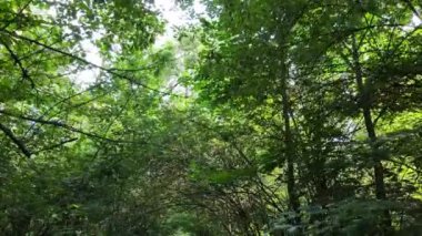 Gündüzleri yeşil ormanın yavaş çekim görüntüsü