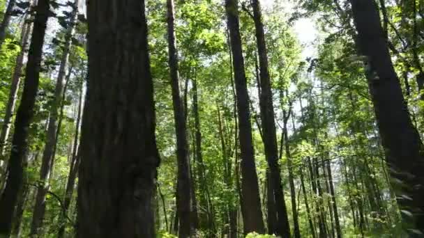 Vista en cámara lenta del bosque verde durante el día — Vídeos de Stock