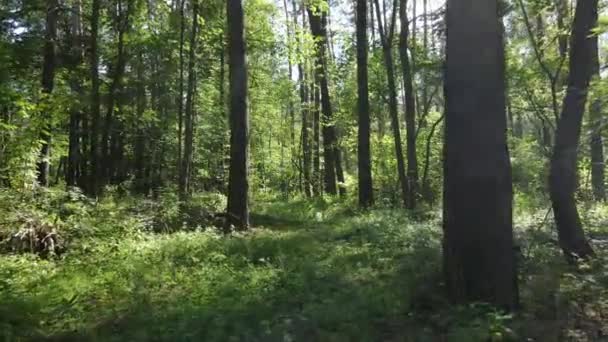 Vue au ralenti de la forêt verte de jour — Video