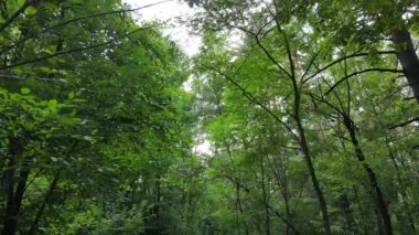 Gündüzleri yeşil ormanın yavaş çekim görüntüsü
