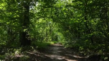 Gündüzleri yeşil ormanın yavaş çekim görüntüsü