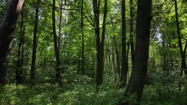 Långsam rörelse syn på grön skog på dagen — Stockvideo