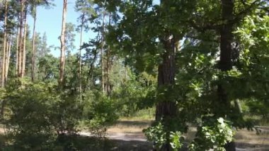 Gündüzleri yeşil ormanın yavaş çekim görüntüsü