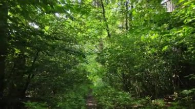 Gündüzleri yeşil ormanın yavaş çekim görüntüsü