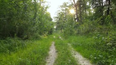 Gündüzleri yeşil ormanın yavaş çekim görüntüsü
