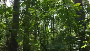 Gündüzleri yeşil ormanın yavaş çekim görüntüsü