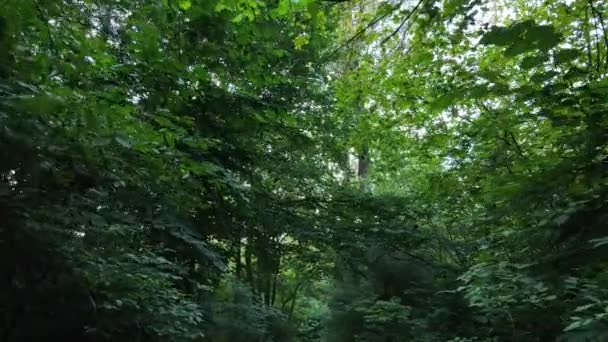 Langzaam zicht op groen bos overdag — Stockvideo