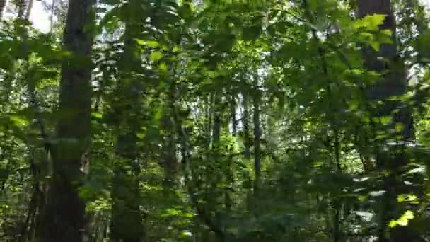 Vista en cámara lenta del bosque verde durante el día — Vídeo de stock