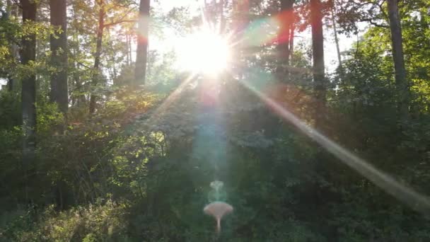 Langzaam zicht op groen bos overdag — Stockvideo