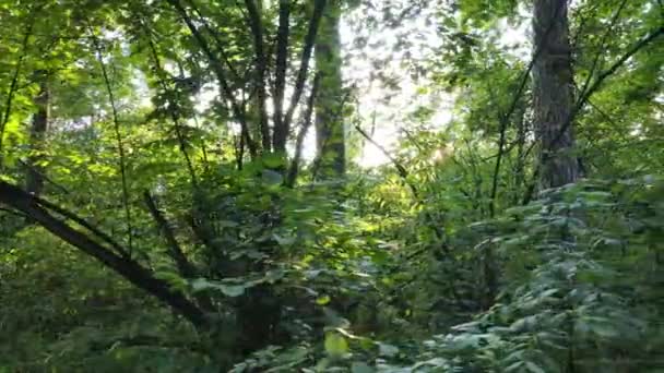 Vista al rallentatore della foresta verde di giorno — Video Stock