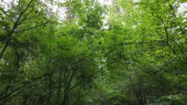 Gündüzleri yeşil ormanın yavaş çekim görüntüsü