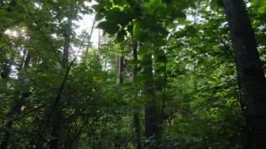 Gündüzleri yeşil ormanın yavaş çekim görüntüsü