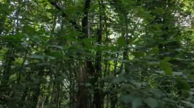 Gündüzleri yeşil ormanın yavaş çekim görüntüsü