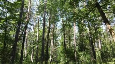 Gündüzleri yeşil ormanın yavaş çekim görüntüsü