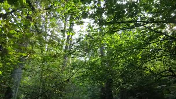 Повільний вид на зелений ліс за день — стокове відео