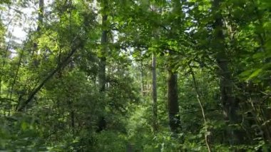 Gündüzleri yeşil ormanın yavaş çekim görüntüsü