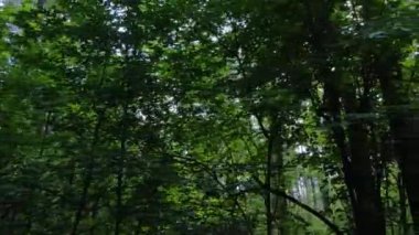 Gündüzleri yeşil ormanın yavaş çekim görüntüsü