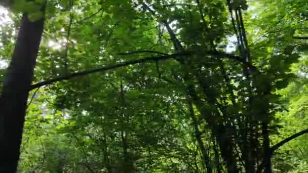 Vue au ralenti de la forêt verte de jour — Video