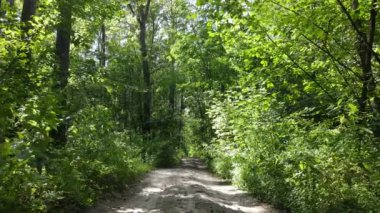 Gündüzleri yeşil ormanın yavaş çekim görüntüsü