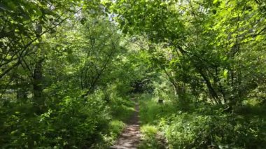 Gündüzleri yeşil ormanın yavaş çekim görüntüsü