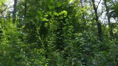 Gündüzleri yeşil ormanın yavaş çekim görüntüsü