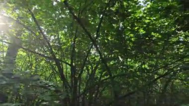 Gündüzleri yeşil ormanın yavaş çekim görüntüsü
