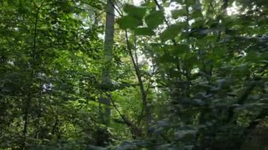Gündüzleri yeşil ormanın yavaş çekim görüntüsü