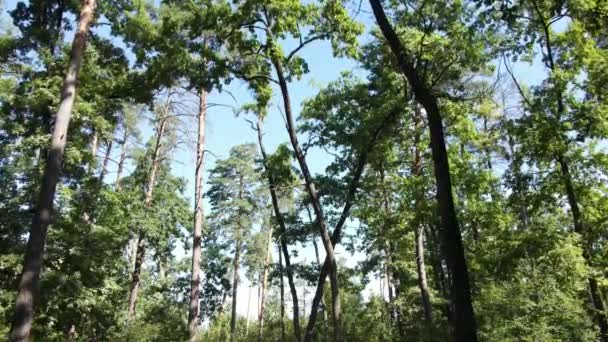 Langzaam zicht op groen bos overdag — Stockvideo