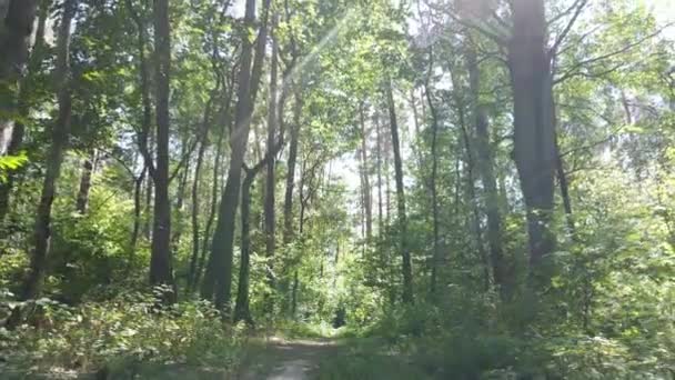 Langzaam zicht op groen bos overdag — Stockvideo