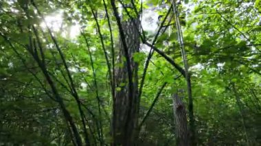 Gündüzleri yeşil ormanın yavaş çekim görüntüsü