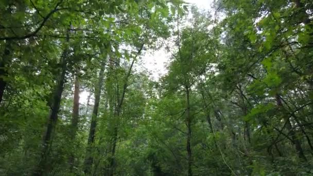 Vista lenta da floresta verde durante o dia — Vídeo de Stock