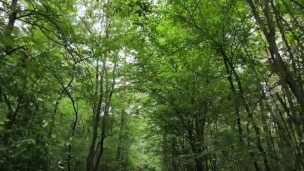 Slow motion view of green forest by day — Stock Video