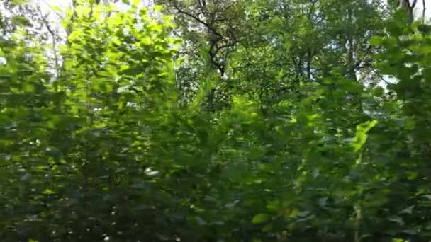 มุมมองการเคลื่อนไหวช้าของป่าเขียวในแต่ละวัน — วีดีโอสต็อก