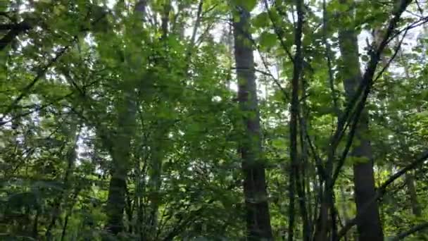 Vista lenta da floresta verde durante o dia — Vídeo de Stock