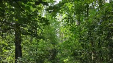 Gündüzleri yeşil ormanın yavaş çekim görüntüsü