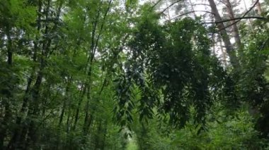 Gündüzleri yeşil ormanın yavaş çekim görüntüsü