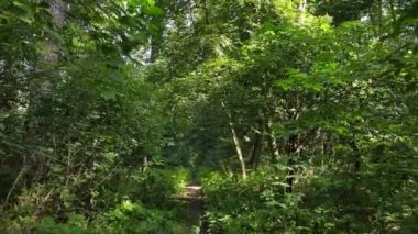 gün boyunca ormandaki ağaçlar