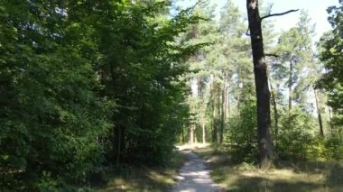 gün boyunca ormandaki ağaçlar